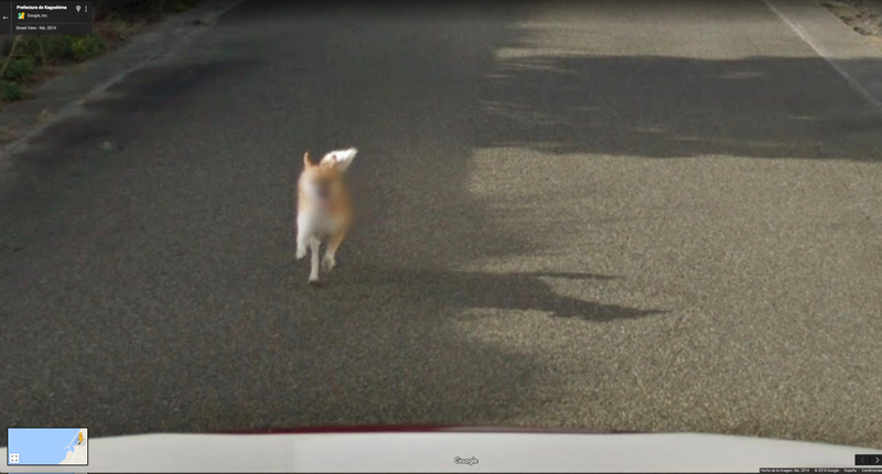Illustration for article titled Este perro se las arreglĂł para salir en todas las fotos de Google Street View de una calle de JapĂłn